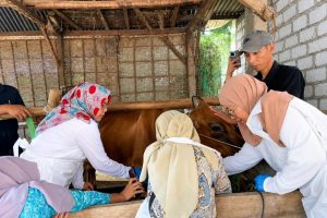 Keren Maksimal! Dosen dan Mahasiswa Vokasi UNAIR Bantu Peternak Lamongan Atasi Masalah Sapi Pakai Teknologi Laser